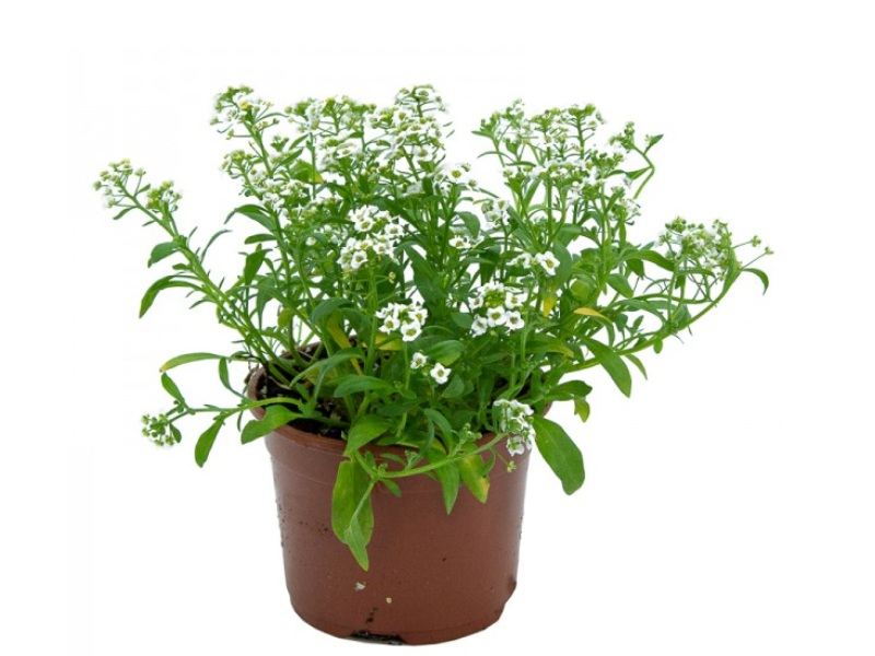 alyssum