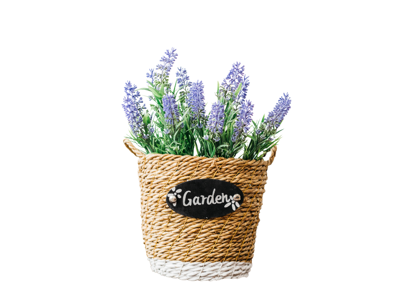 lavanda