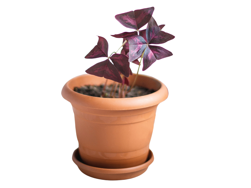 Oxalis Triangularis